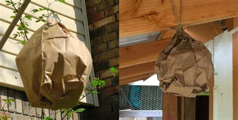 fake hornets nest plastic bag|do hornet colonies really work.